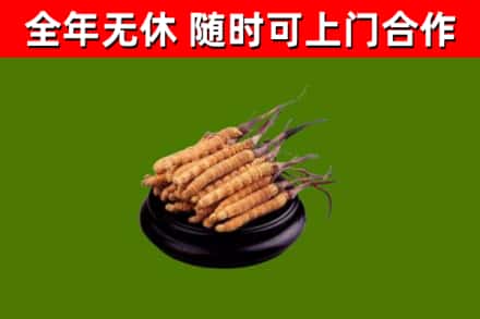 桂林市回收冬虫夏草